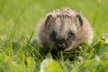 Foto: Wildtierhilfe Schelderwald